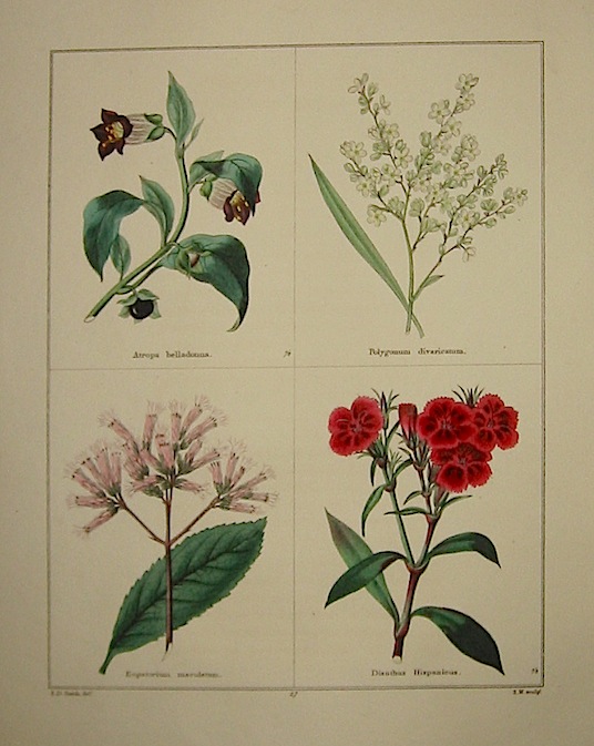 Maund Benjamin Atropa belladonna. Polygonum divaricatum. Eupatorium maculatum. Dianthus Hispanicus. 1827 Londra 